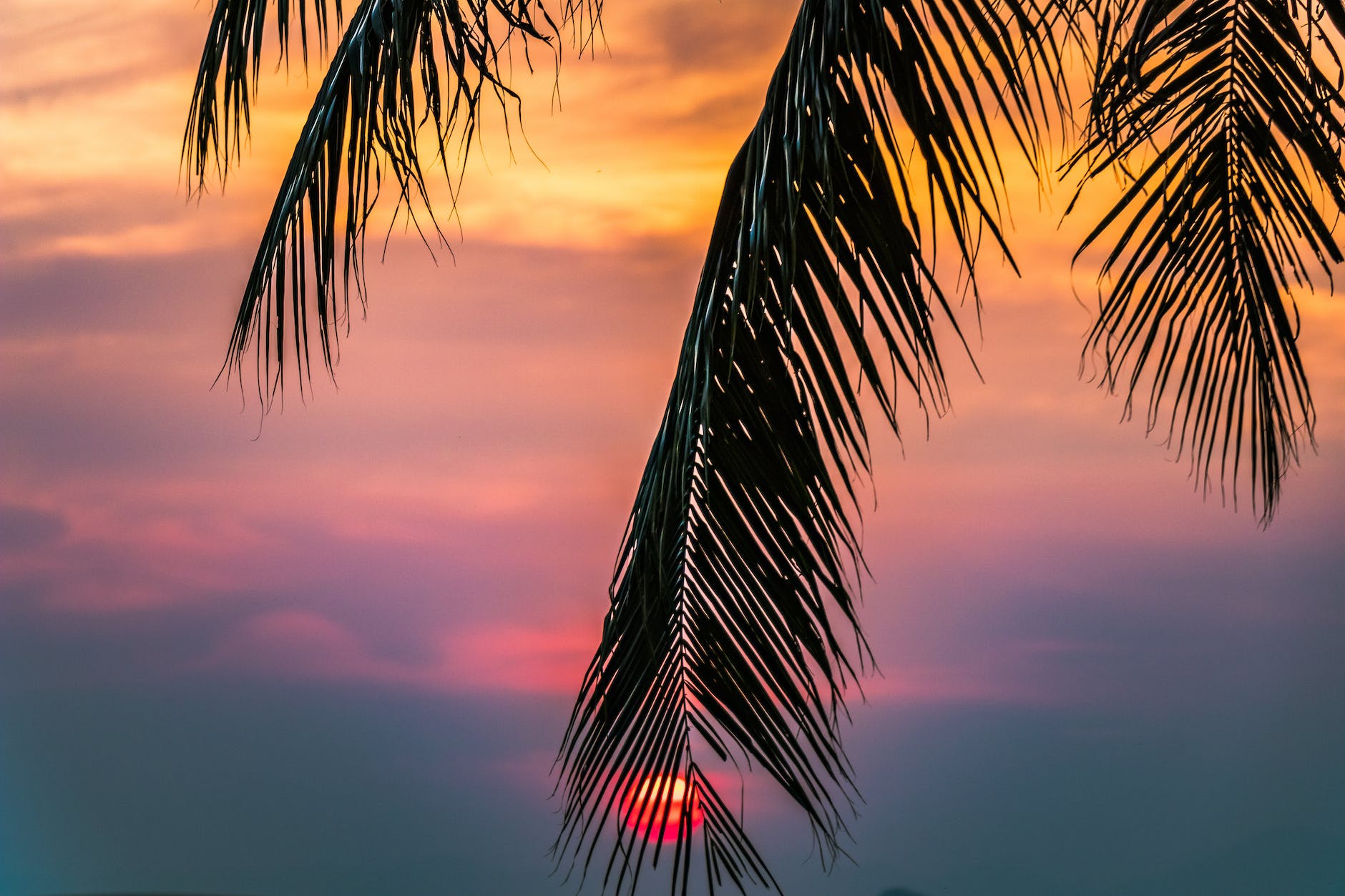 sun covered with coconut tree during sunrise