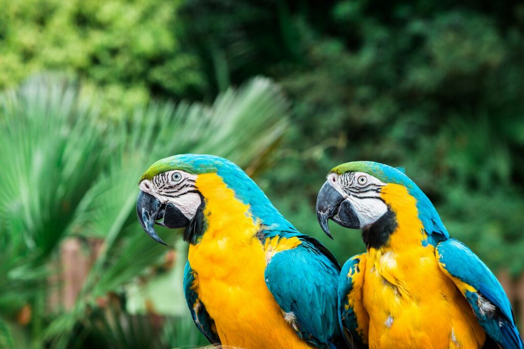 selective focus photography of two yellow macao - in Guanacaste 