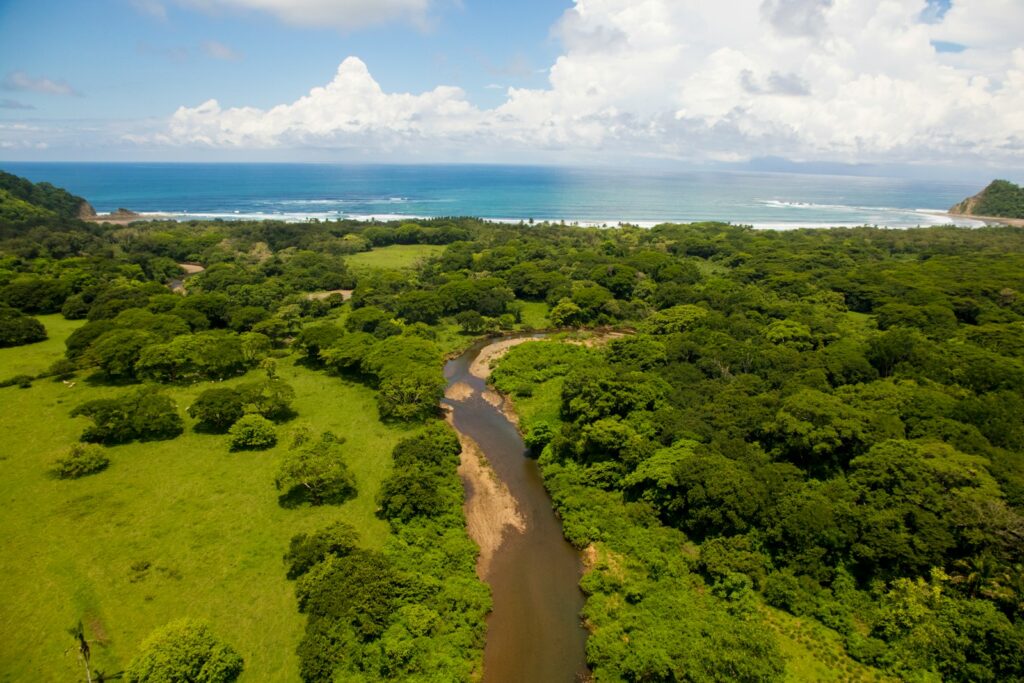 aerial view of green trees and body of water during daytime