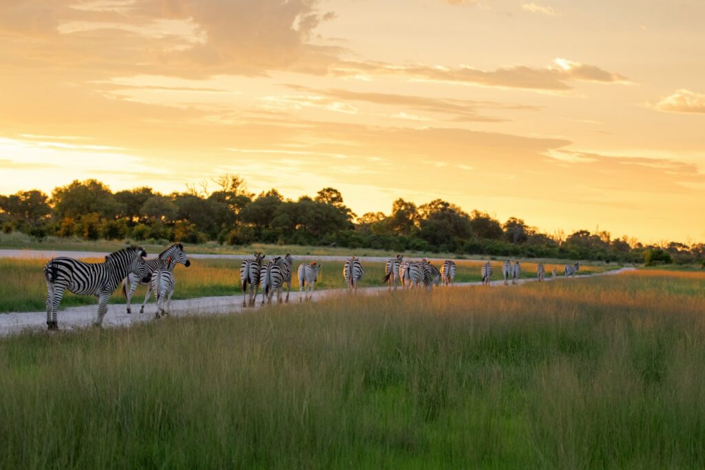 a group of zebras walking down a road