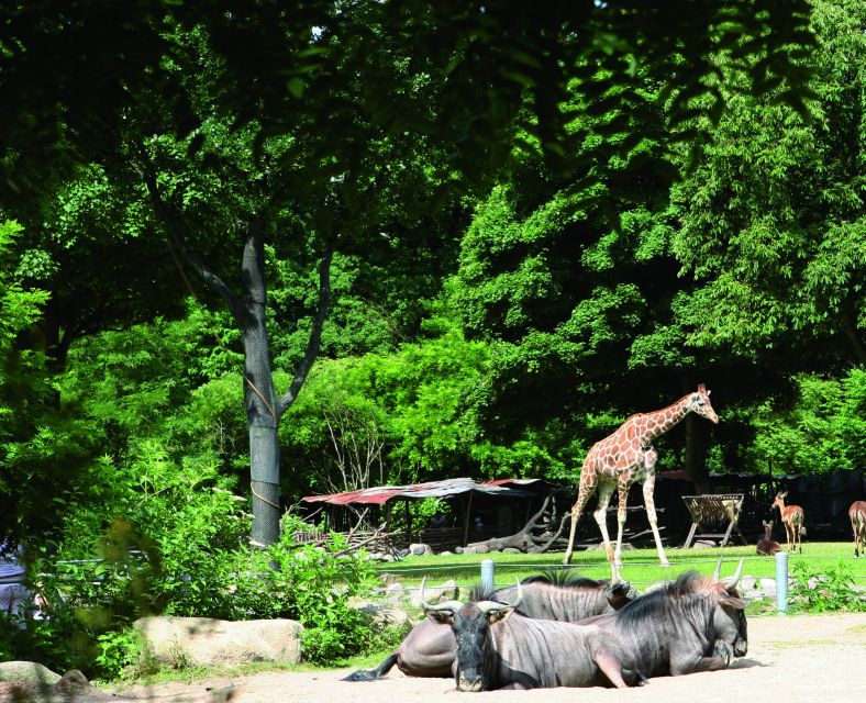 A giraffe and other animals at Copenhagen Zoo, a popular attraction in Copenhagen. Explore the diverse wildlife in this zoo.