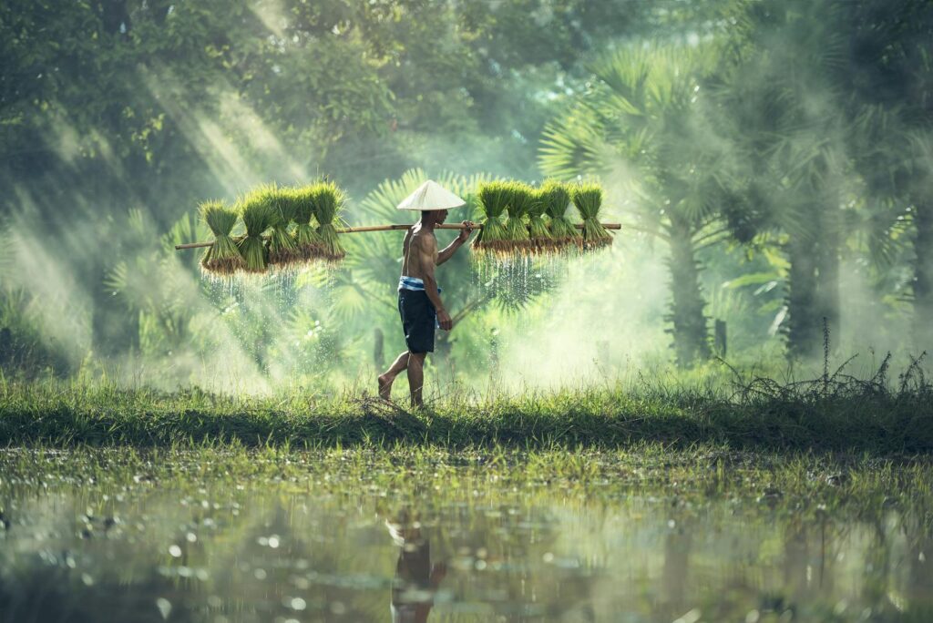 Man Carrying Yoke With Rice Grains, Asia travel guides